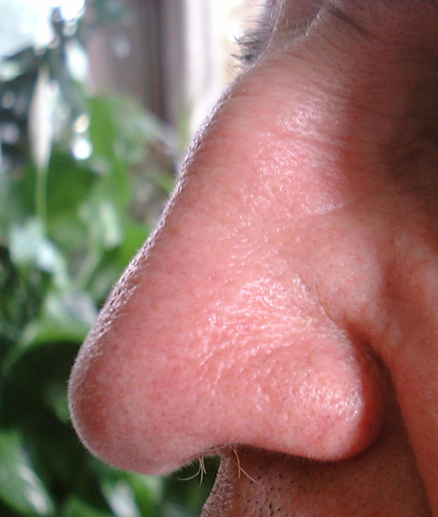 The Human Nose