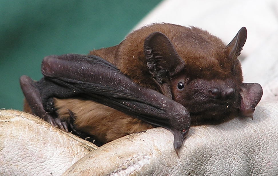 Noctule Bat