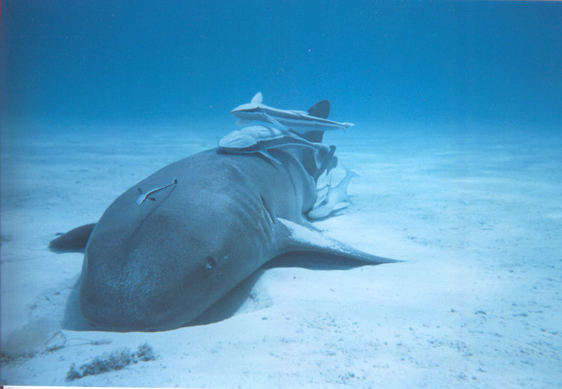 Nurse shark