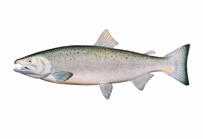 Silver or Coho salmon, adult male.