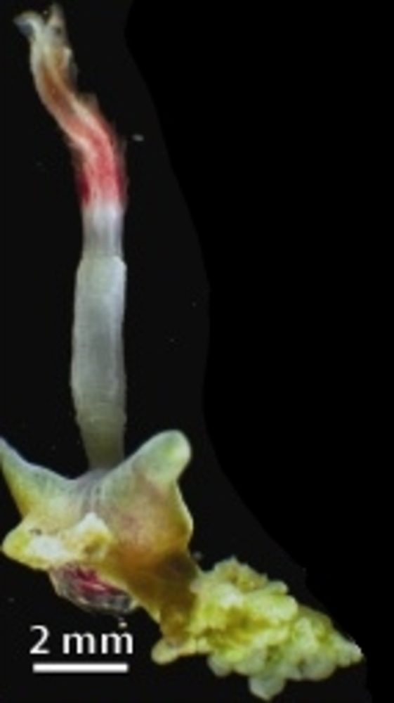 Osedax roseus from whale-1018.