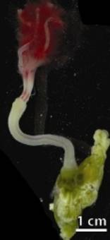 Osedax rubiplumus from whale-2893.