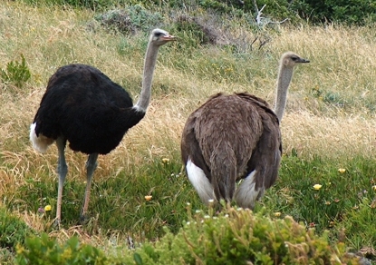 Male and Female Ostriches at Cape Point