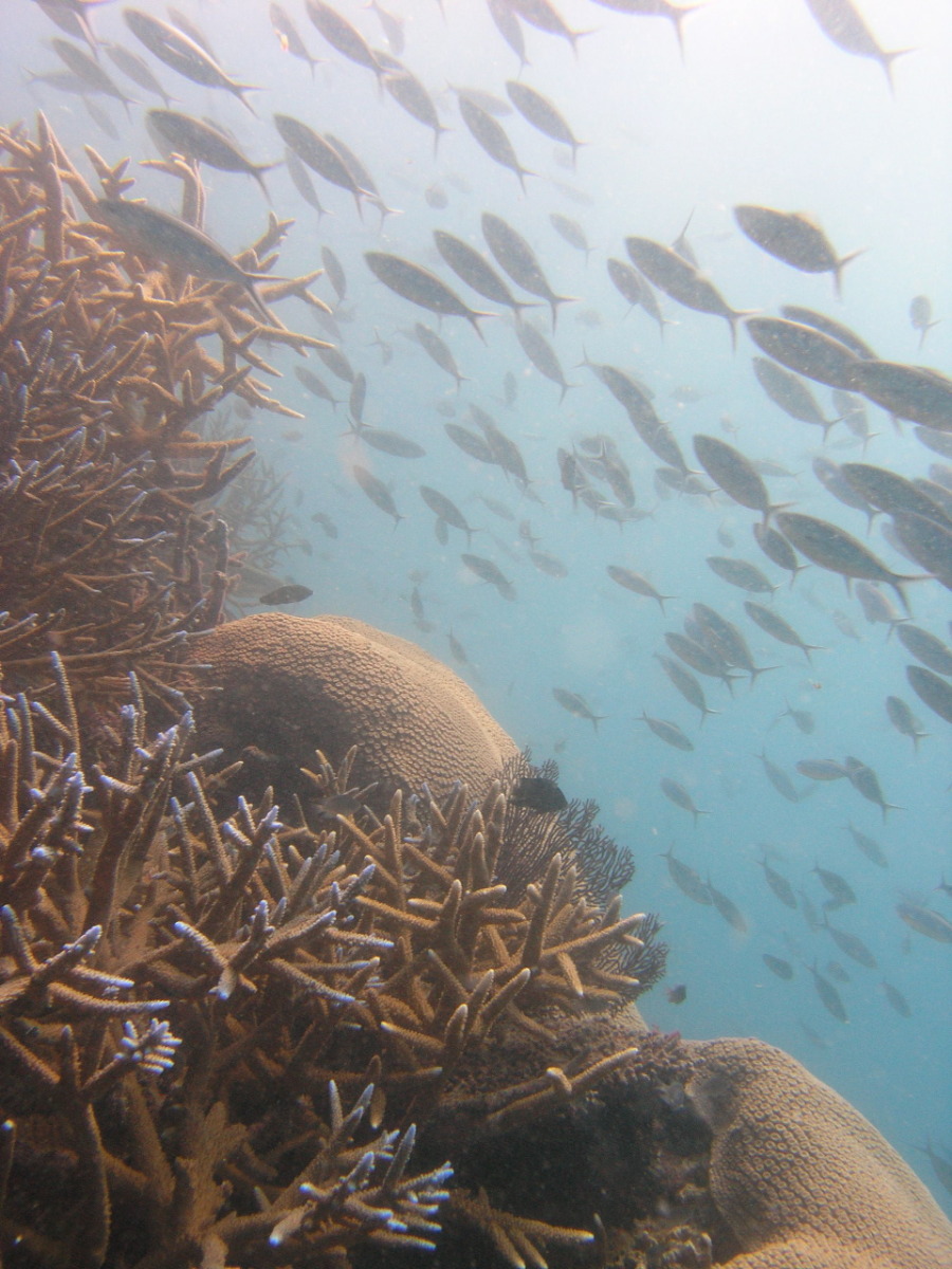 Fiji reef and fish