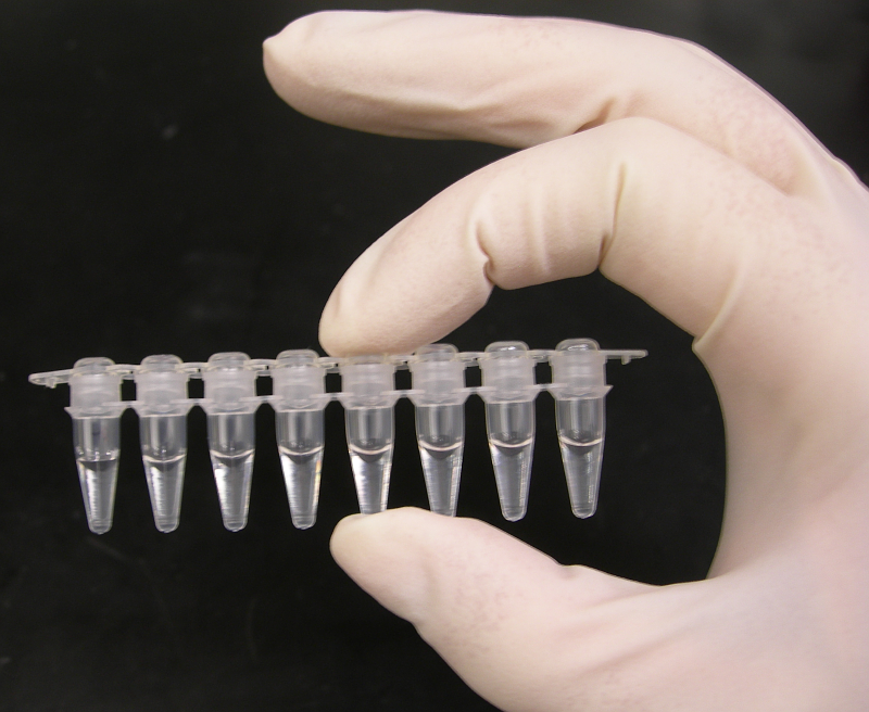 Photo of a strip of Polymerase Chain Reaction (PCR) tubes, each tube contains a 100ul reaction.