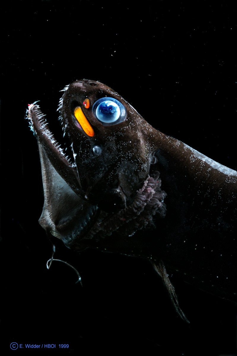 Pachistomias microdon