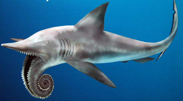 Helicoprion fossil shark reconstruction by James St. John