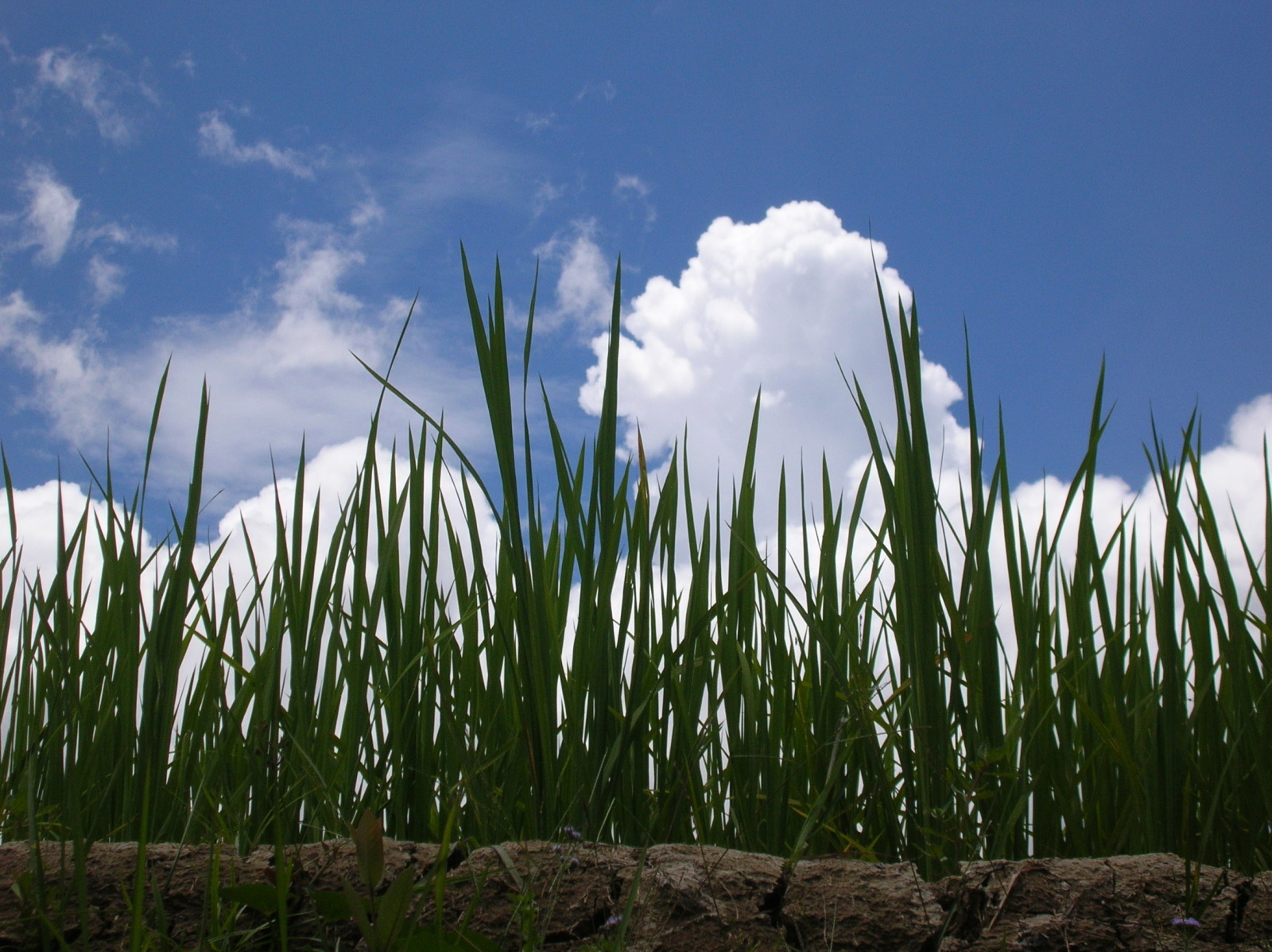Rice