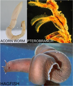 Acorn worm, pterobranch and hagfish