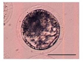 A porcine blastocyst developed from embryos reconstituted with confluent adult somatic cells and enucleated M I oocytes matured in a protein-free medium. Bar 100 Î¼m.