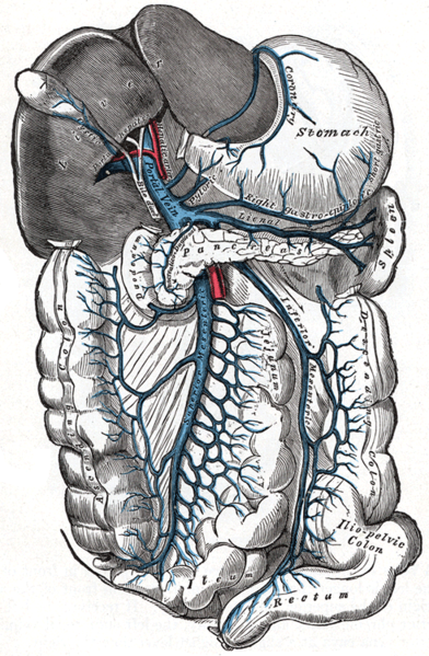 Portal Vein, Liver and Mesenteric Anatomy