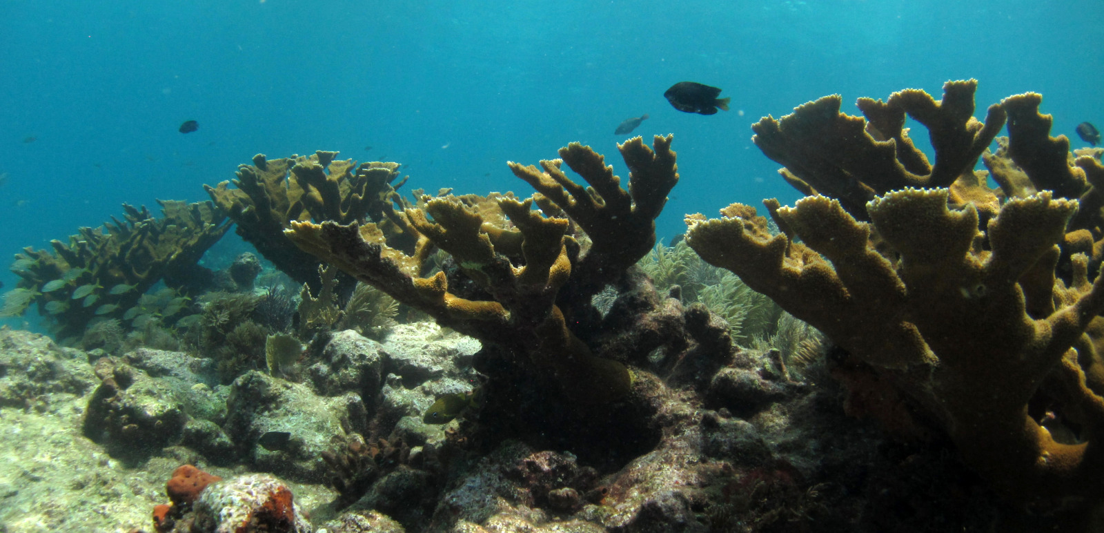 Elkhorn Coral