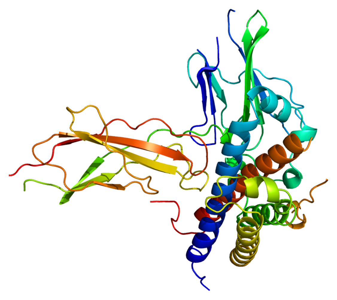 Structure of the Growth Hormone Receptor (GHR) protein.