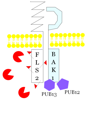 5) Proteosome degrades FLS2