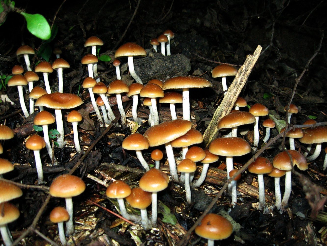 Magic mushrooms growing in irrigated wood chip landscaping.