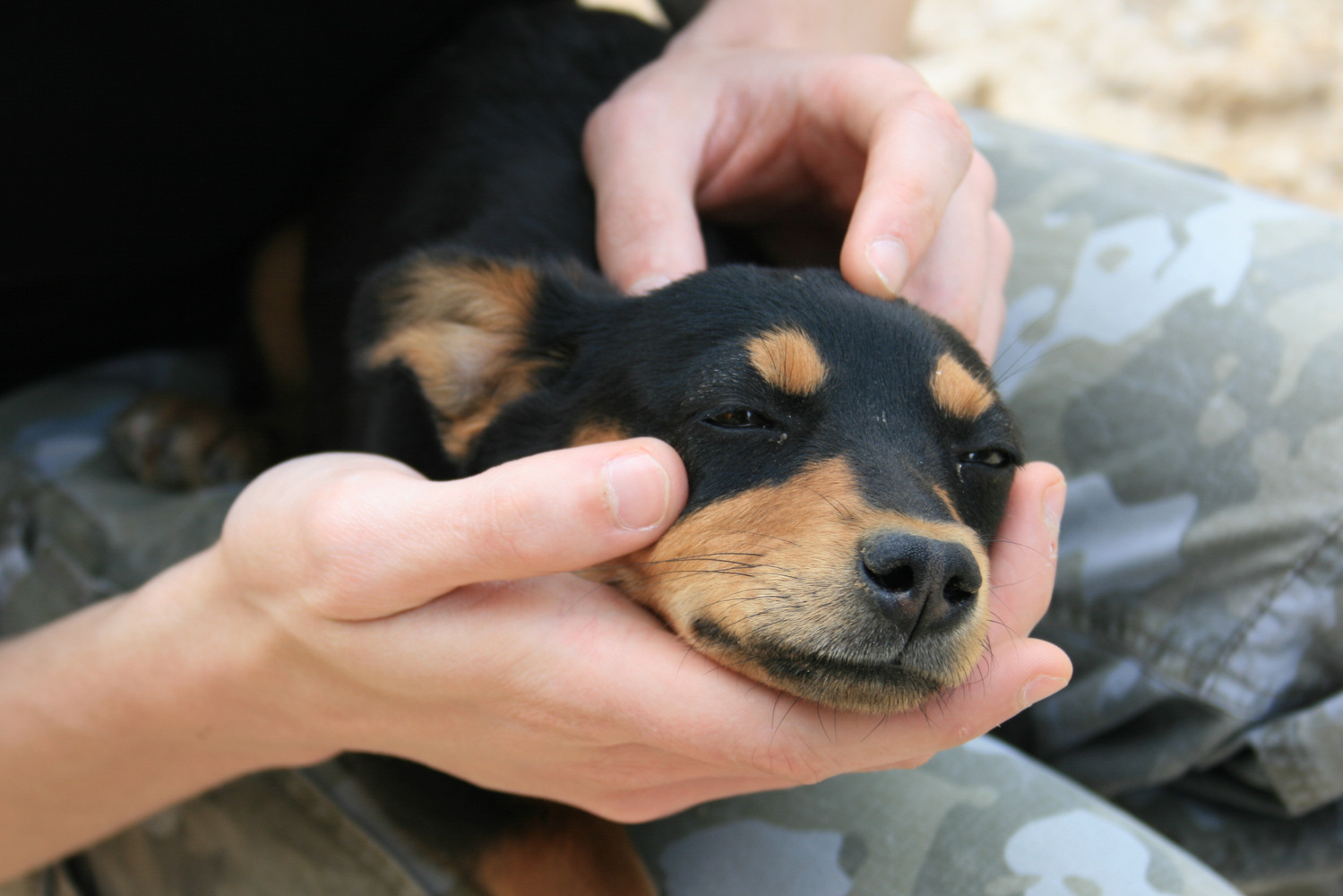 Portrait of a Dobermann puppy near Coltan.