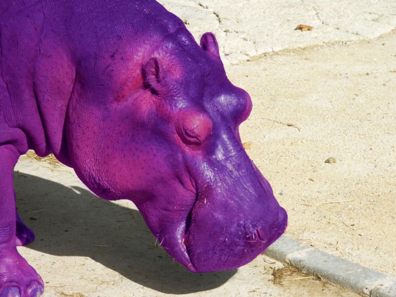 A Purple Hippo