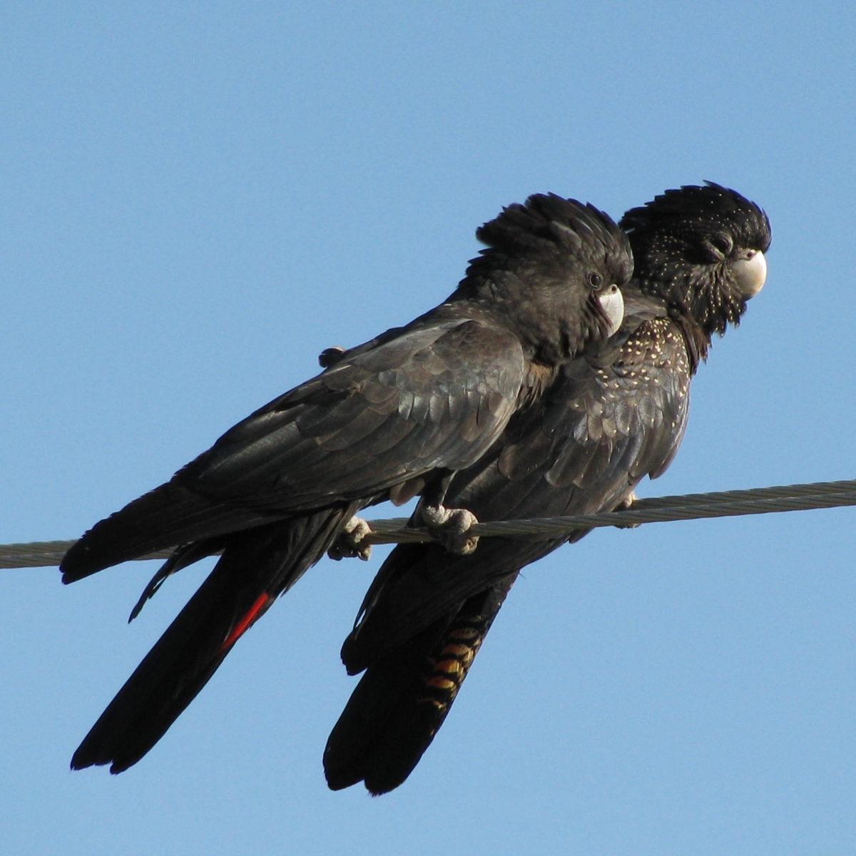 A pair of Red-tailed Black Cockatoos (also known as Banksian Black Cockatoo or Bank's Black Cockatoo) perching on a wire. Male on left and female on right.