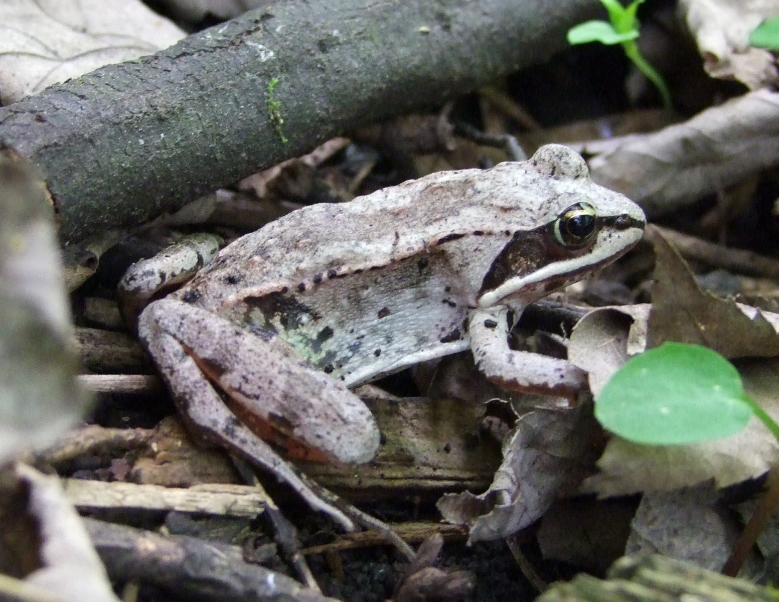Wood frogs can survive freezing