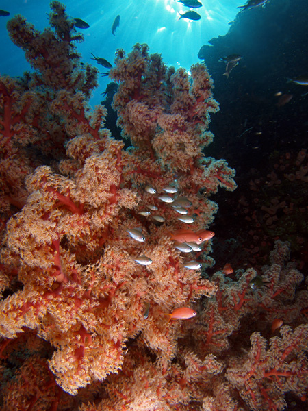 coral reef scape