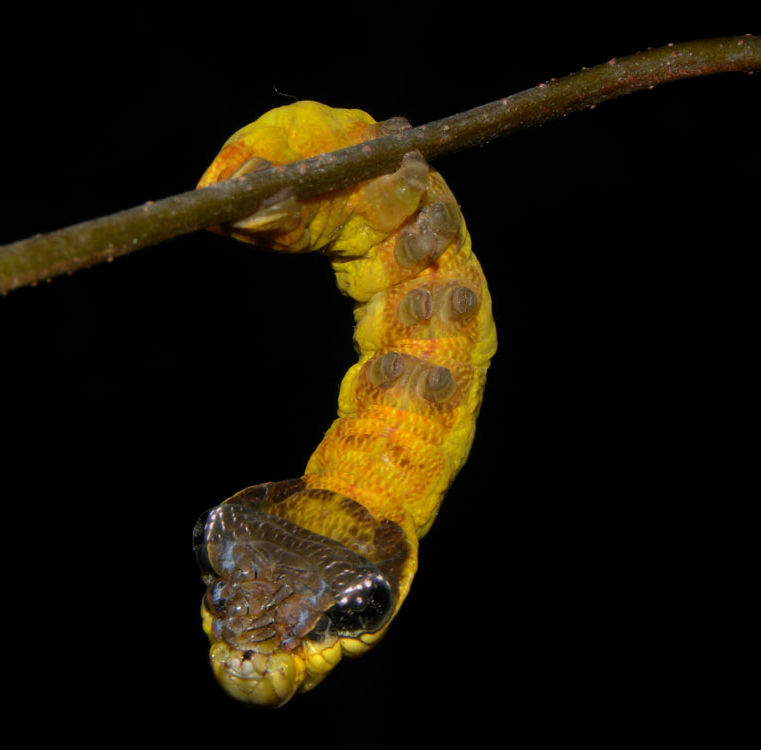 Moth or snake