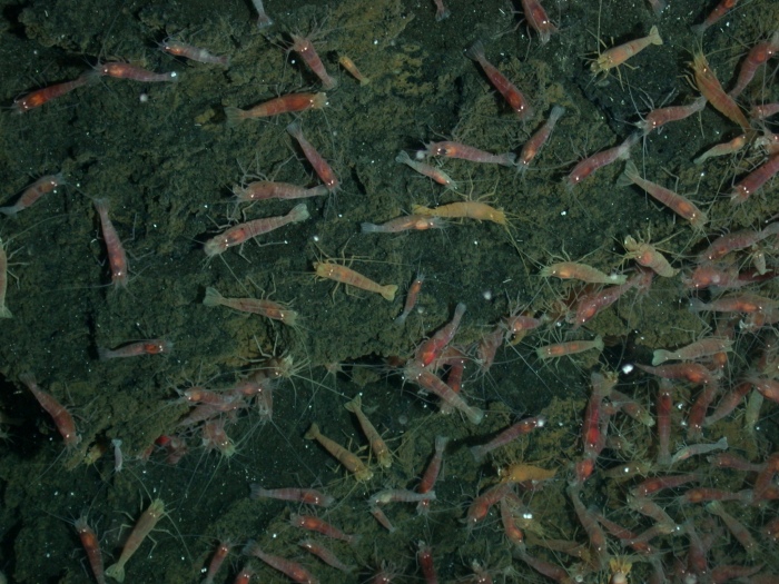 Vent shrimp Rimicaris exoculata