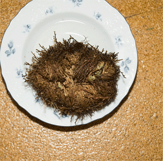 Rose of Jericho