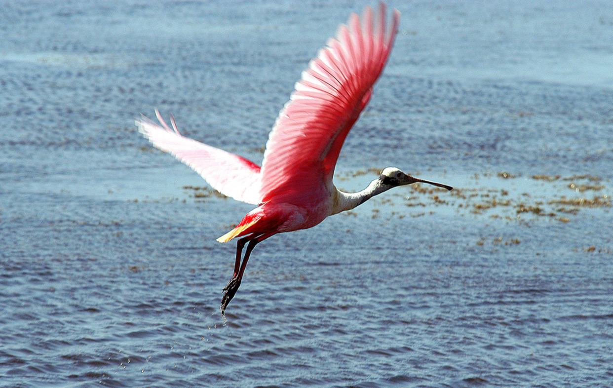 Roseate spoonbill