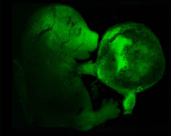 Cells reprogrammed in living mice, labelled with green fluorescent protein (GFP) and added to a developing embryo can contribute to all of the tissues of the developing animal, including the placenta.