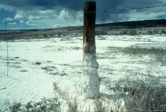 saline soils in colorado