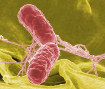 False colour SEM of Salmonella bacteria