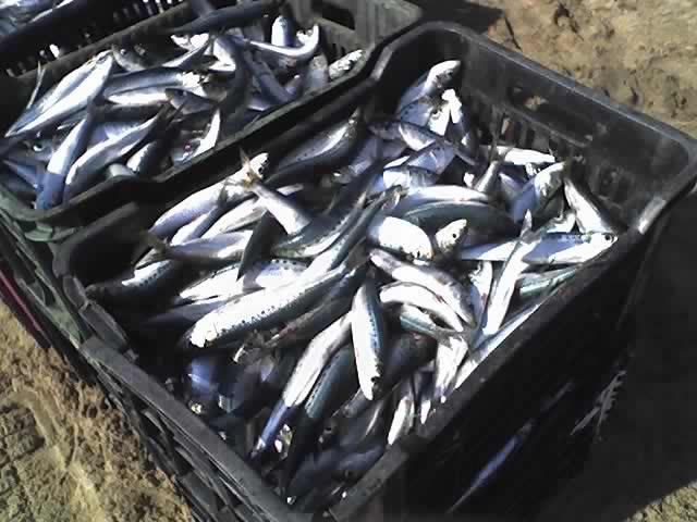 Sardines at Amanzimtoti in June 2007