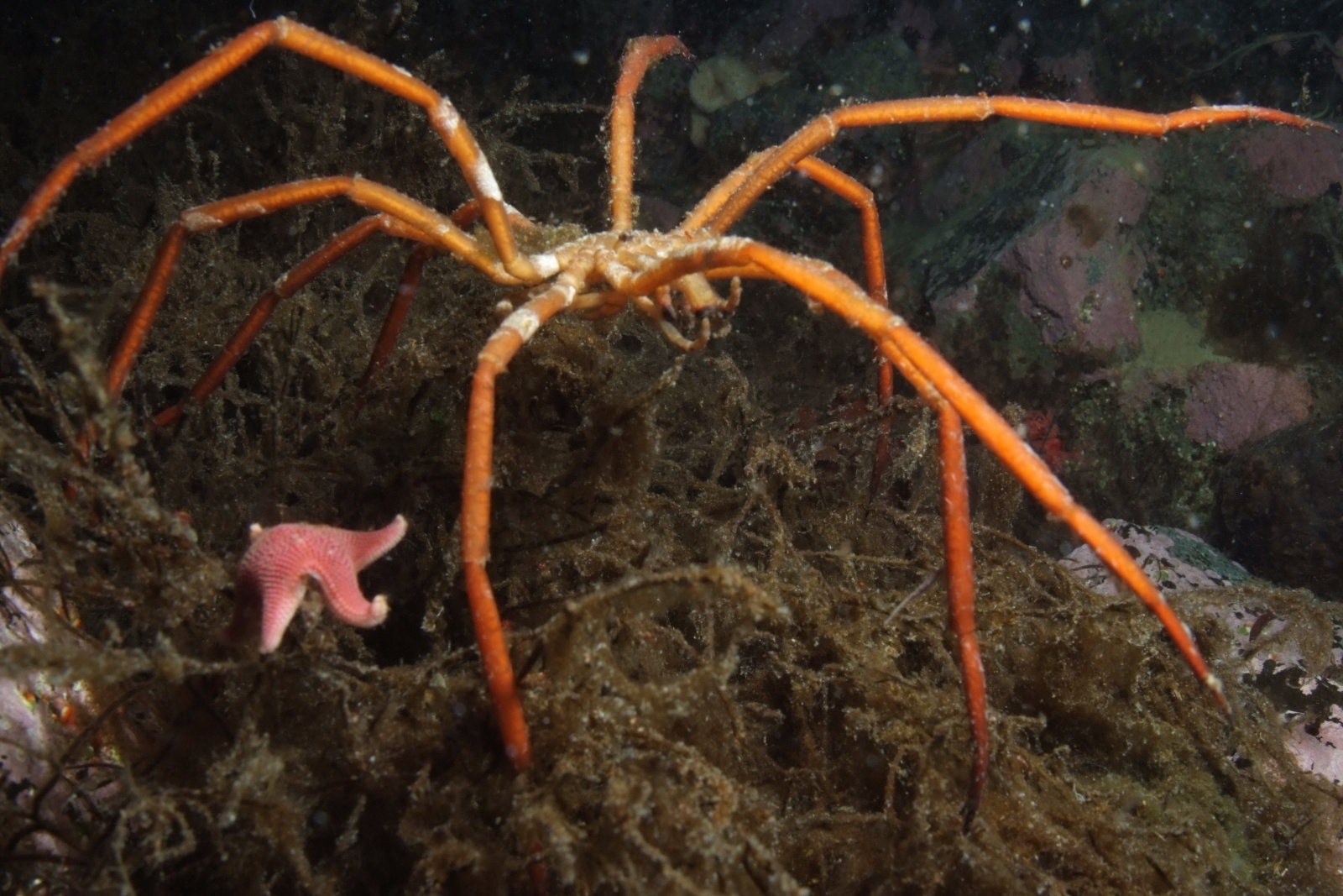 Sea Spider - Pycnogonid