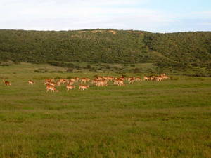 Shamwari Game Reserve, South Africa