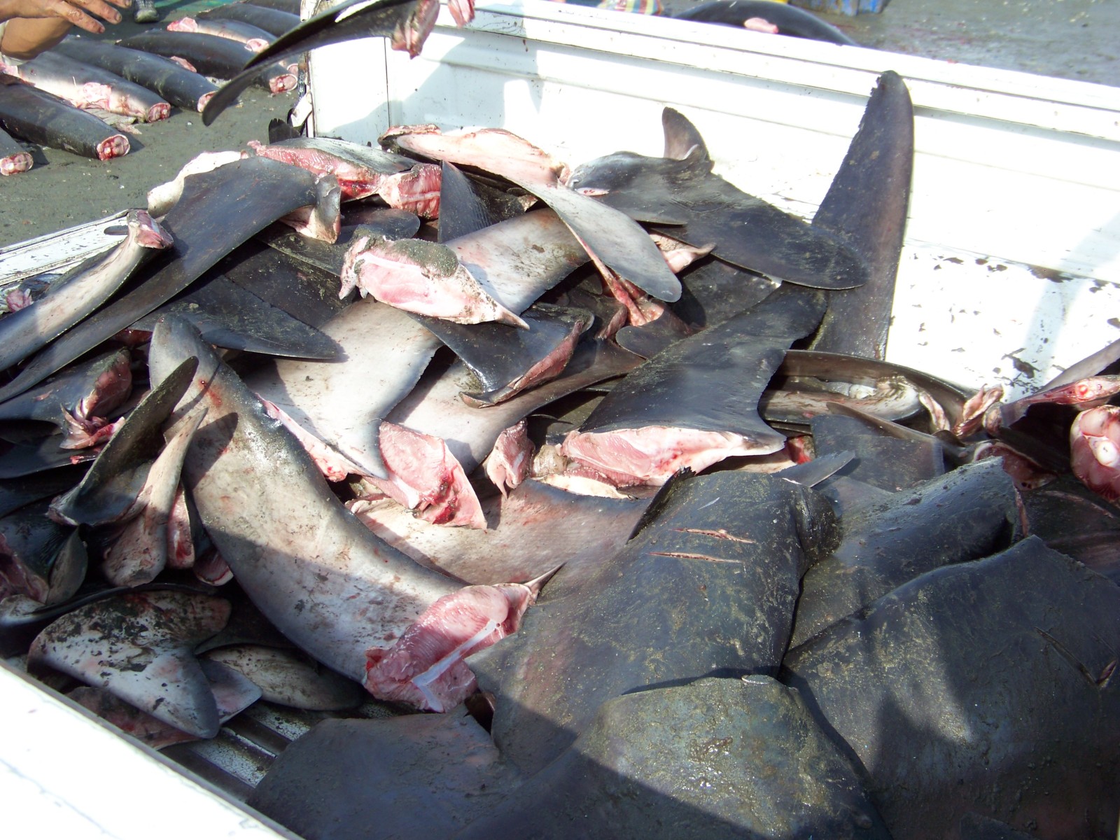 Shark fins