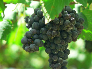 shiraz grapes