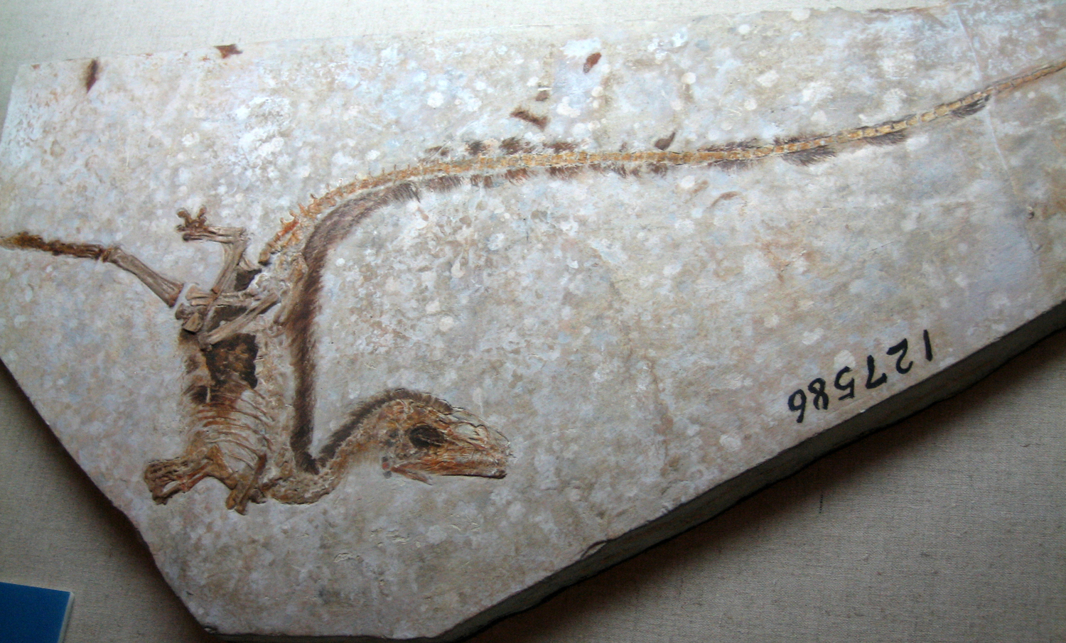 Sinosauropteryx type specimen with filament impressions, Inner Mongolia Museum