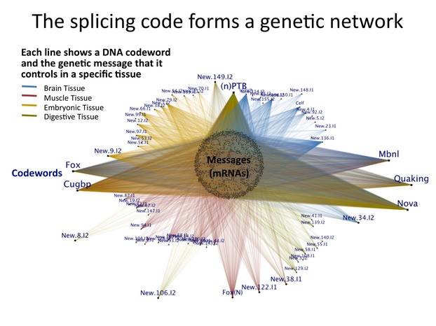 The splicing code forms a genetic network