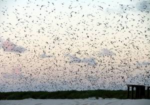 Sooty Tern Sterna fuscata colony on Aride Island, Seychelles, an IBA for this species 