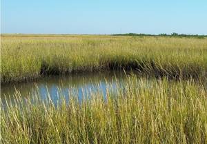 The Louisiana Wetlands