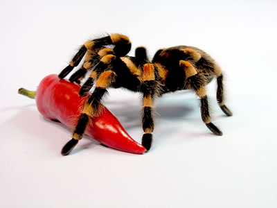The Trinidad tarantula - fangs as big as a rattlesnake's and dinner is as big as baby mouse.