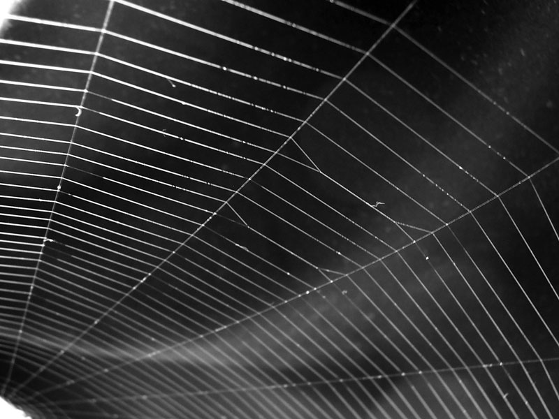 Closeup of spiral orb web