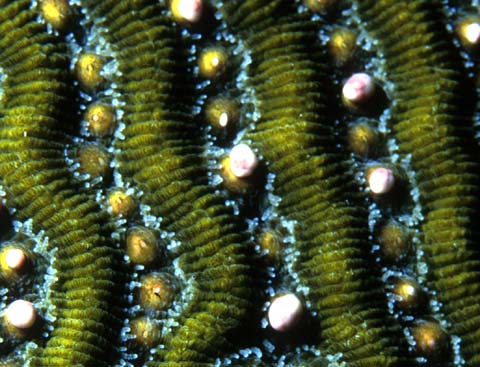 Coral spawning
