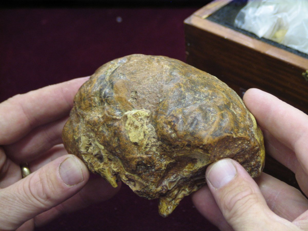 The fossilised brain of the Taung Child