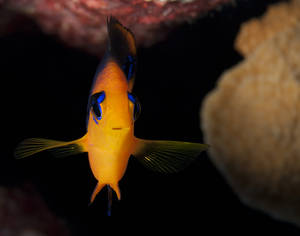 The regional endemic Hotumotua angelfish, Enric Sala, National Geographic