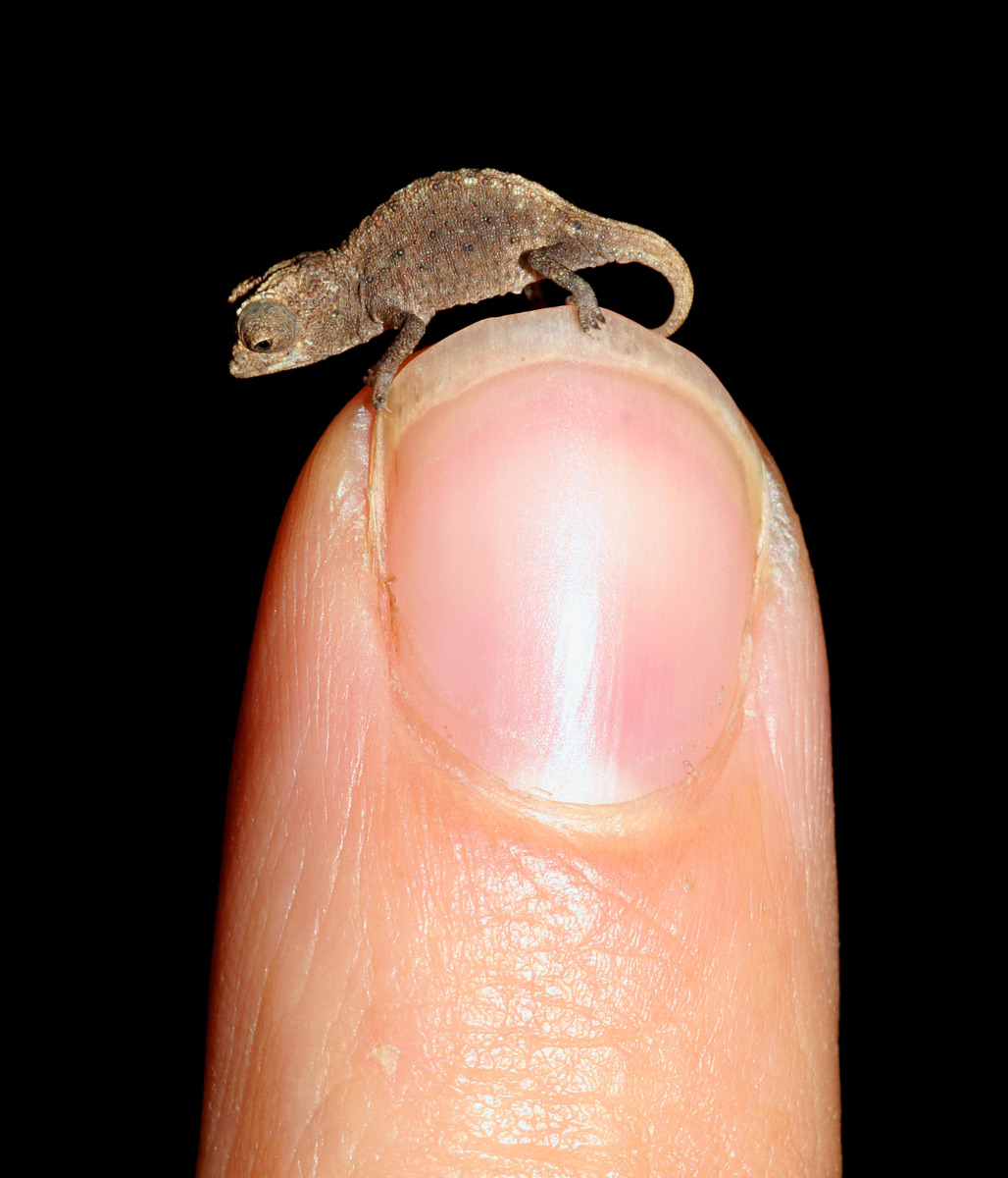 brookesia micra