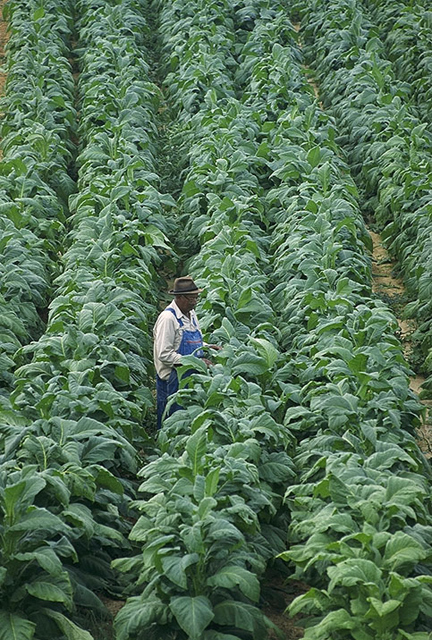A field of tobacco plants in Chatham, VA