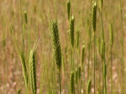 EinKorn Weat