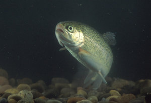 Trout are vulnerable to eye fluke parasites, which cause catarracts. Blinded, the fish cannot hide from predating birds and also alter their skin pigmentation to become much more silver, making them easier to catch.
