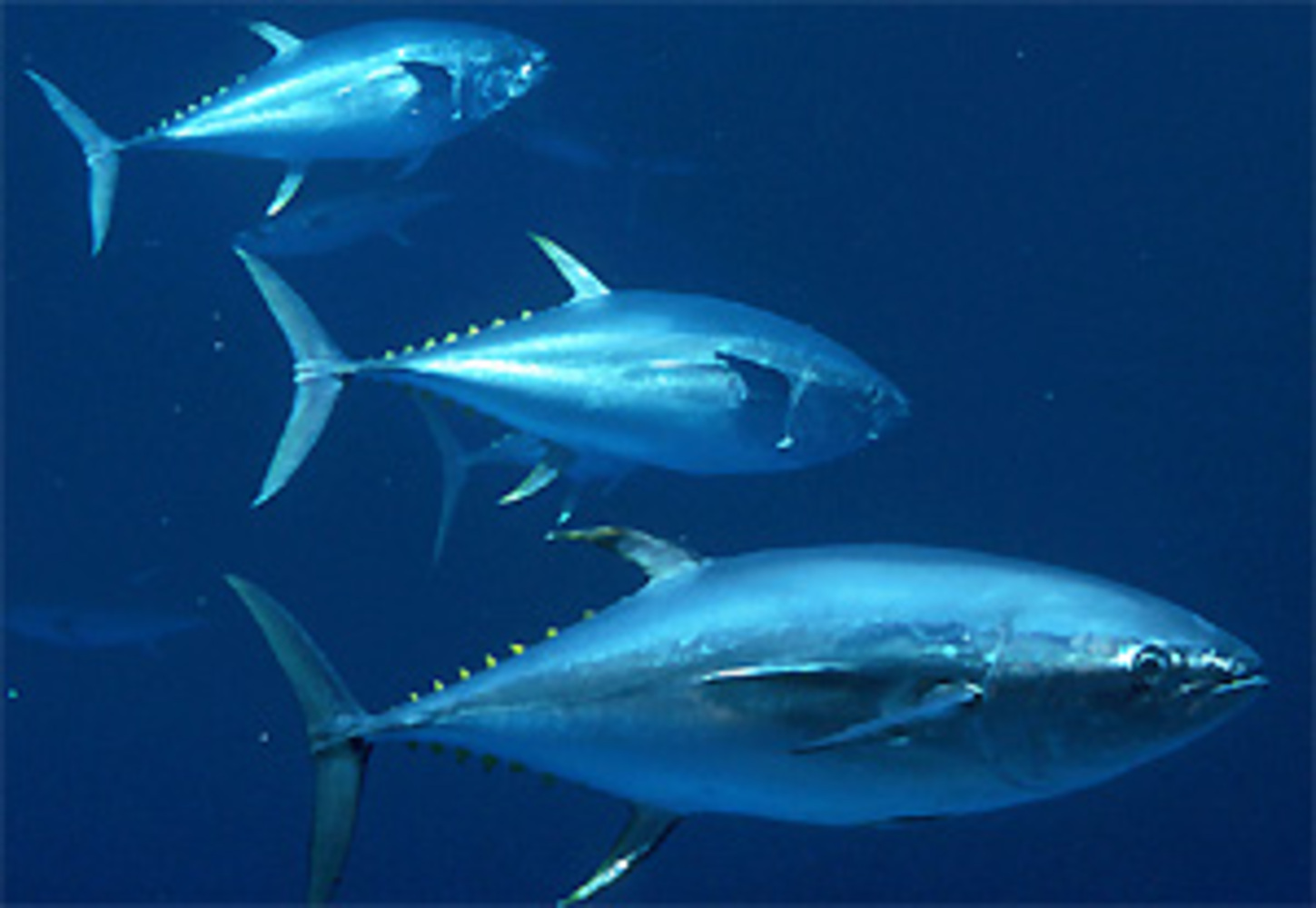 Yellowfin tuna, Thunnus albacares